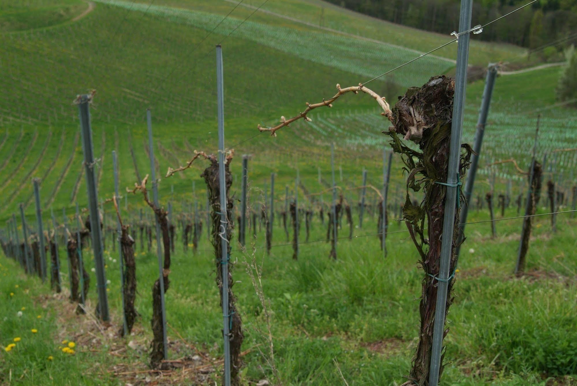 Weingut Primus Suedsteiermark 스피에펠트 외부 사진