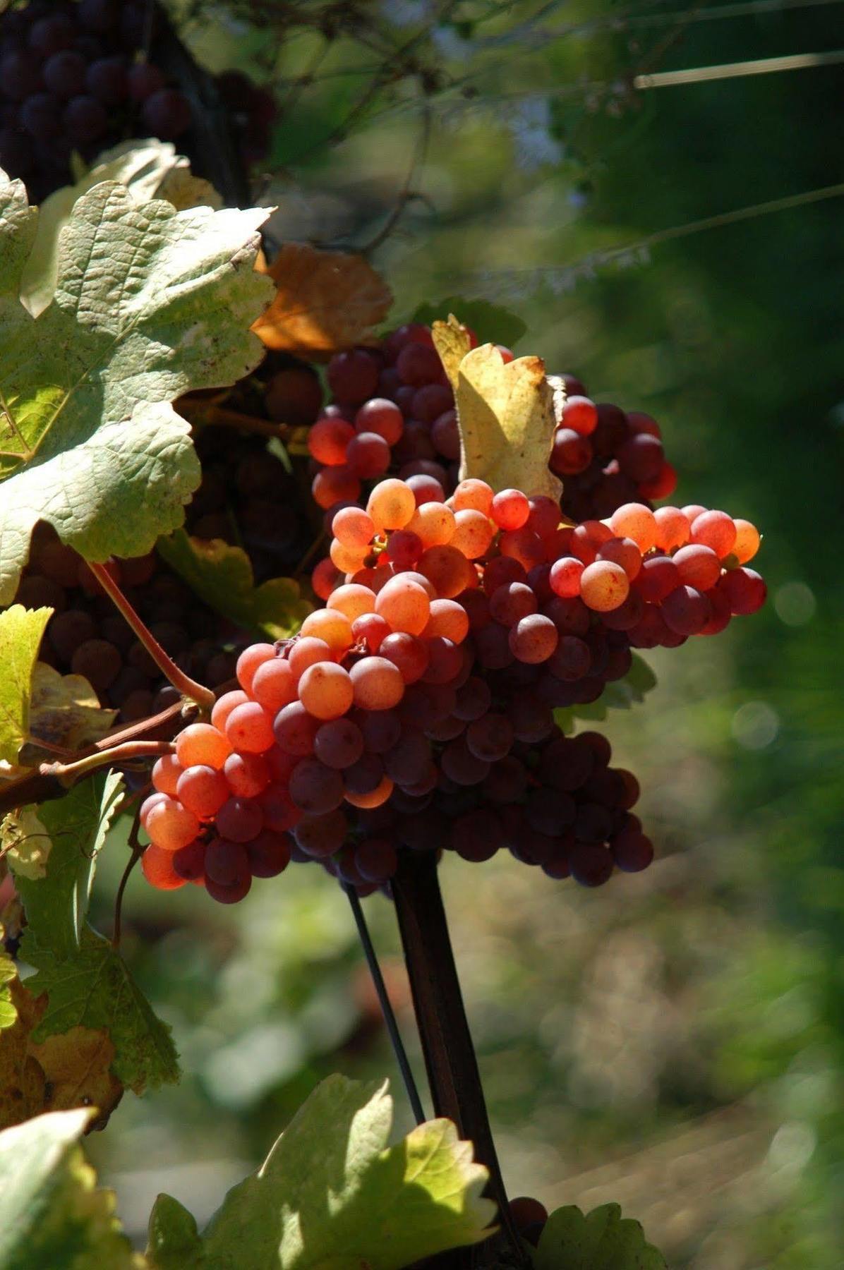 Weingut Primus Suedsteiermark 스피에펠트 외부 사진
