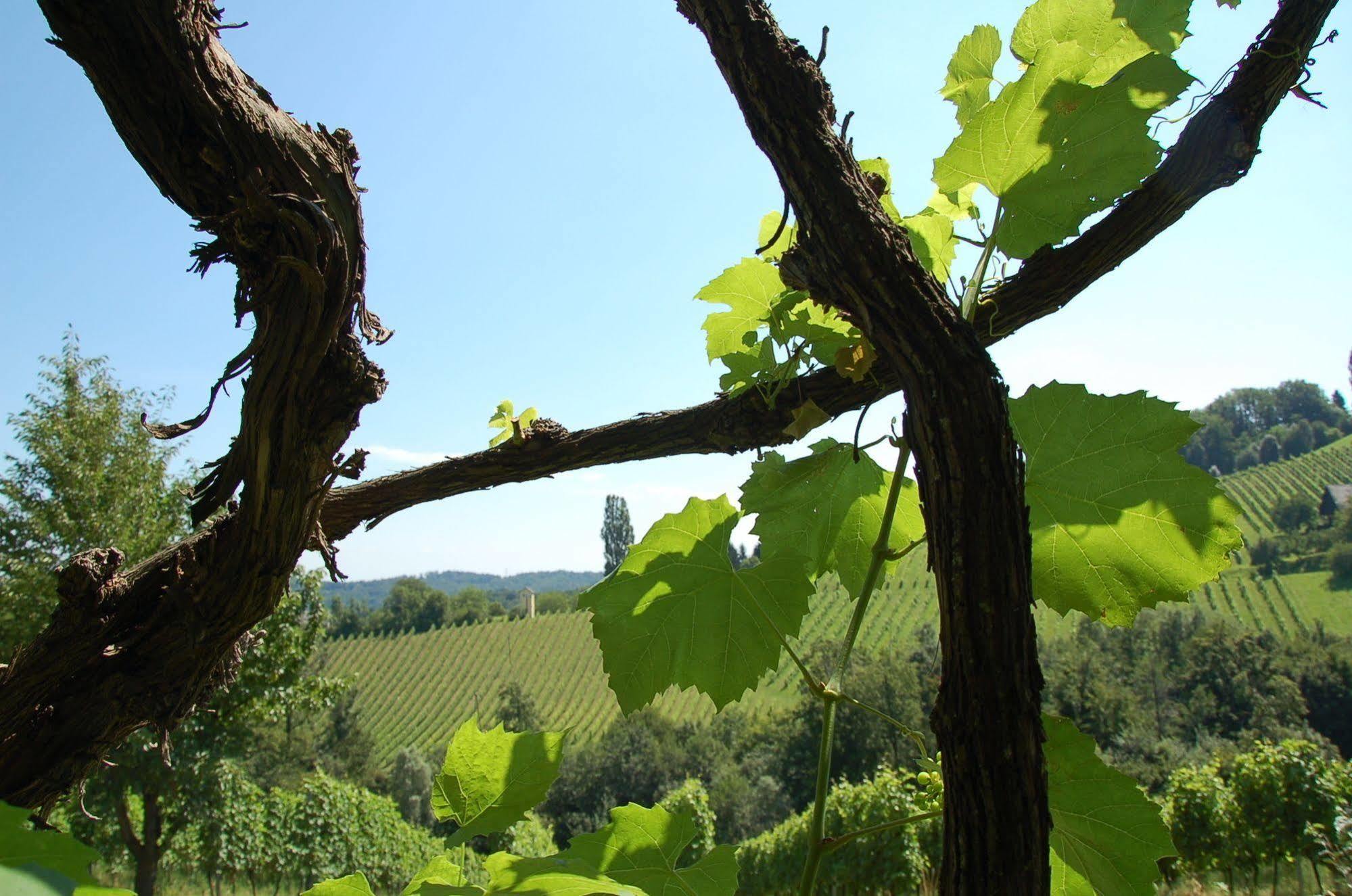 Weingut Primus Suedsteiermark 스피에펠트 외부 사진