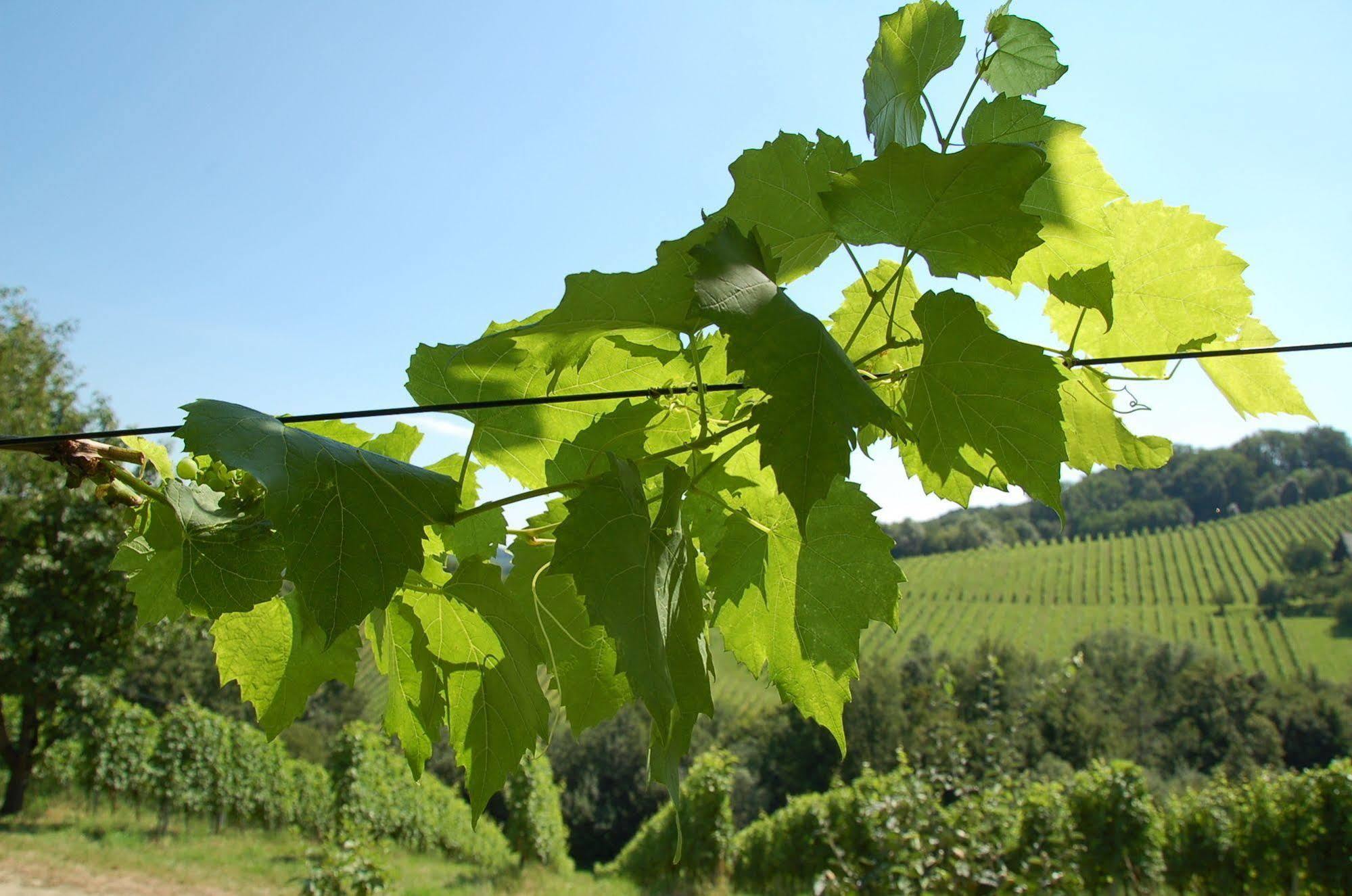 Weingut Primus Suedsteiermark 스피에펠트 외부 사진